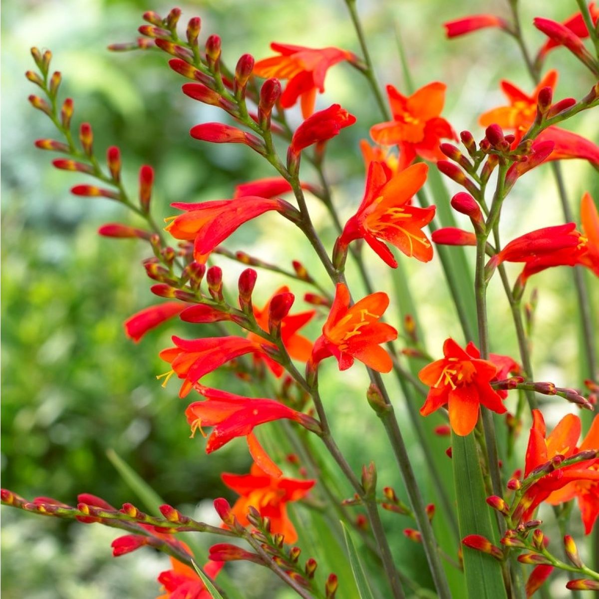 Fire King Crocosmia